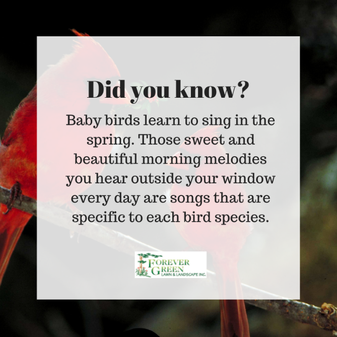 Forevergreen_12's tweet image. #BabyBirds #Spring #SpringFacts