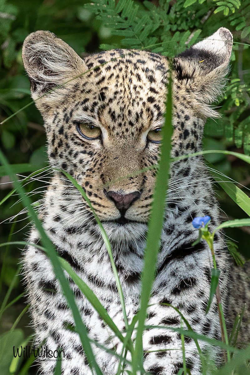 Posting this portrait of a young Leopard on #InternationalLeopardDay - photographed in @AkageraPark in #Rwanda, which is home to about 80 of these awesome and often elusive animals. #conservation #VisitRwanda #newbig5