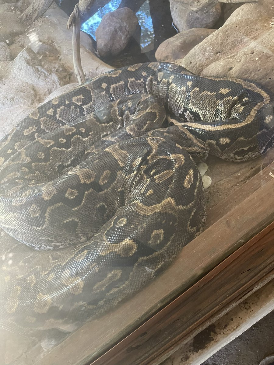 Consolataally's tweet photo. Python   🐍 https://t.co/MOtdyrureU