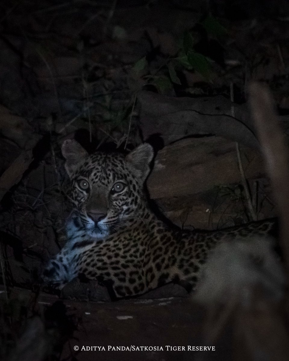 Presenting these beauties from #SatkosiaTigerReserve on #InternationalLeopardDay. With greatly improved protection and excellent prey base, leopards are leading the revival of #Satkosia. These lovely leopardesses, seen during night patrols, are proof: Satkosia WILL revive!
