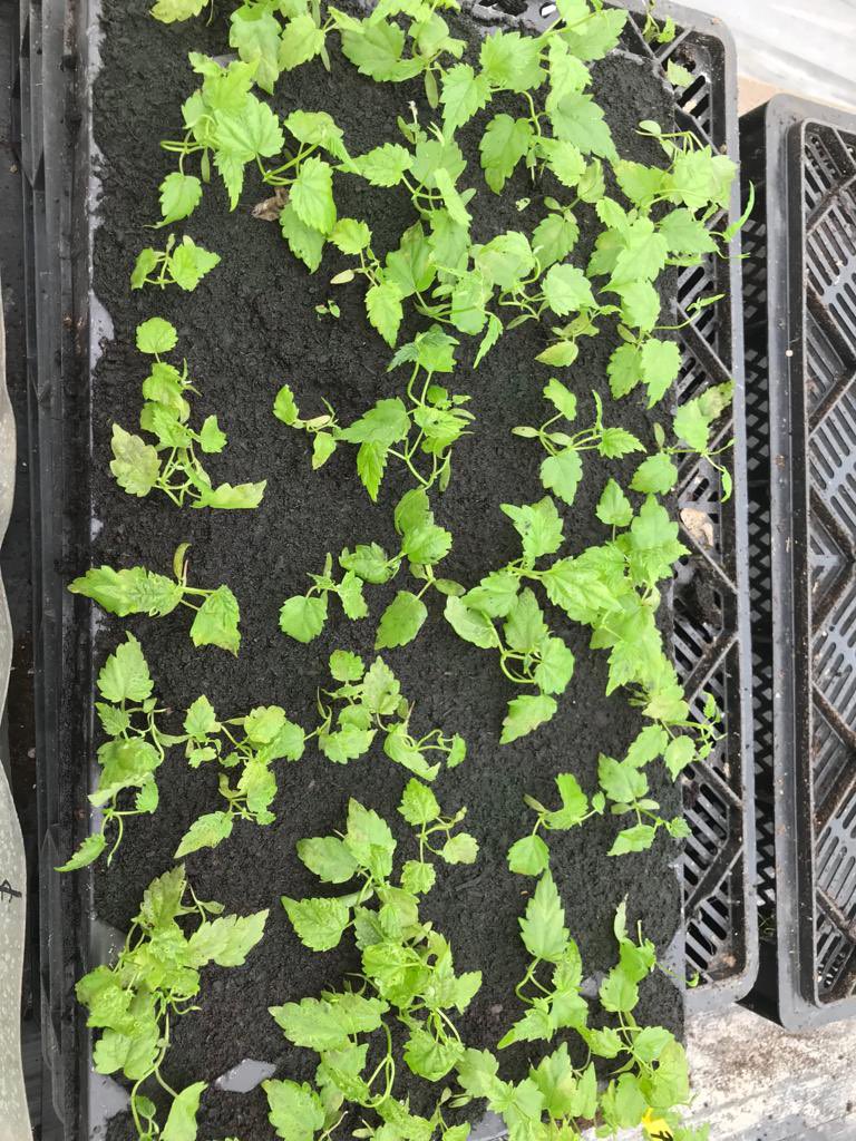 Before, a tray of 45 baby hop seedlings. All unique varieties. Waiting for disease screening. <a href="/CharlesFaram/">Charles Faram</a> #hopbreeding #newhops <a href="/PGhops/">Peter Glendinning</a>