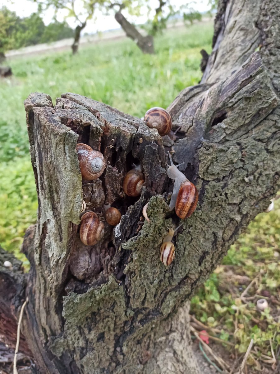 redfaragon's tweet photo. Estos días, favorecidos por la humedad de la últimas lluvias, #babosas y #caracoles han comenzado su ascensión a la parte alta de los #frutales. Es conveniente realizar los tratamientos contra ellos antes de que esto suceda. 
#luchaintegrada @DeSangosseIB https://t.co/s6u4L7GYZ7