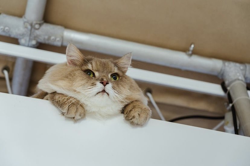 ㅤَ (@bonebonebot) on Twitter photo 