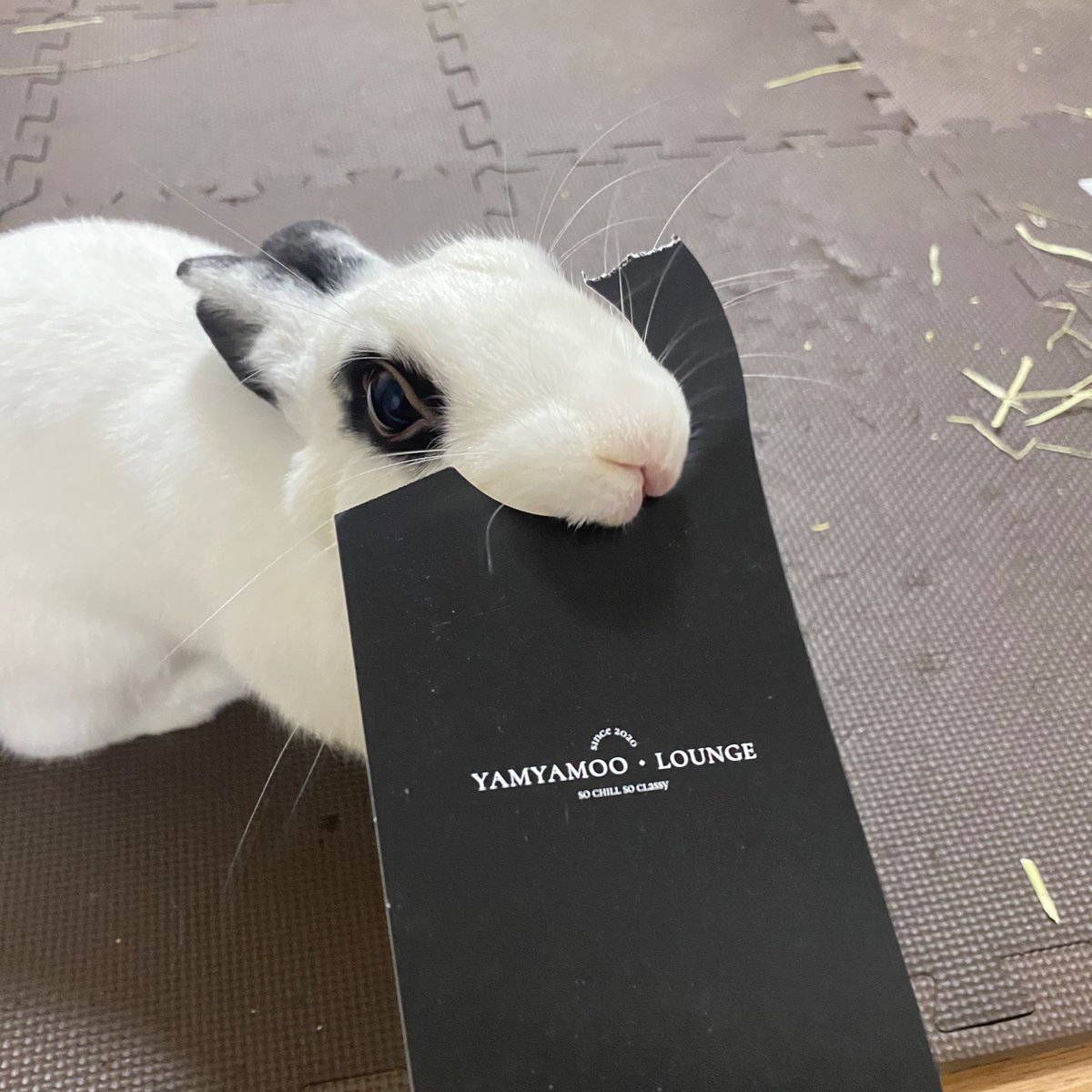 Bunny_ate's tweet photo. 싸가지 https://t.co/A4sTaAUxM3
