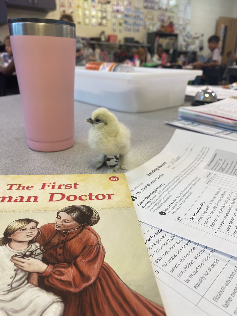 DaniFSUteacher's tweet photo. My chick buddy helping me with NSGRA assessments. Encouraging kiddos to do their best! @KSpringsLions @COBB_ELA https://t.co/QVm1jyRUhh