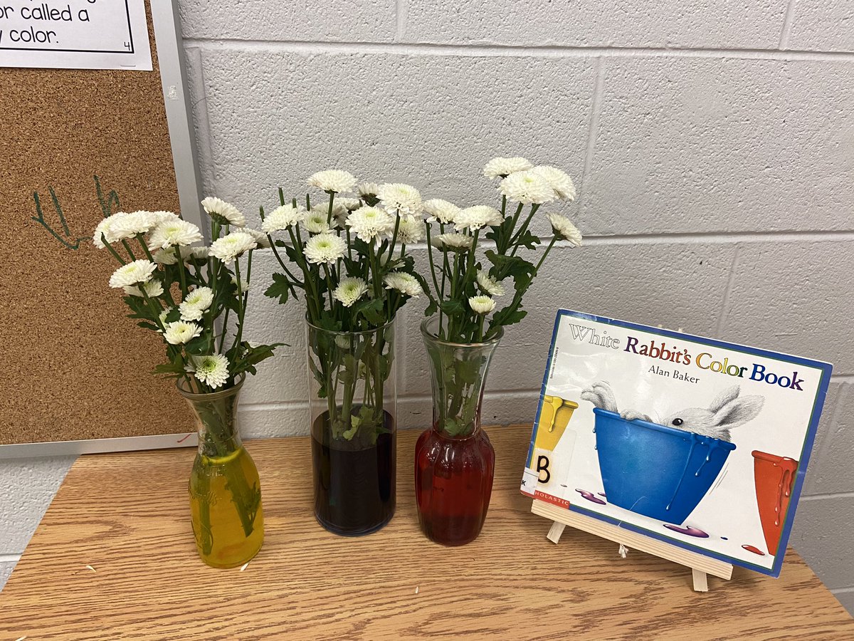 Lots of great predictions happening in kindergarten. I wonder what will happen to our white flowers in coloured water?  <a href="/CundlesHeights/">Cundles Heights PS</a> <a href="/SCDSBey/">SCDSB Early years</a>