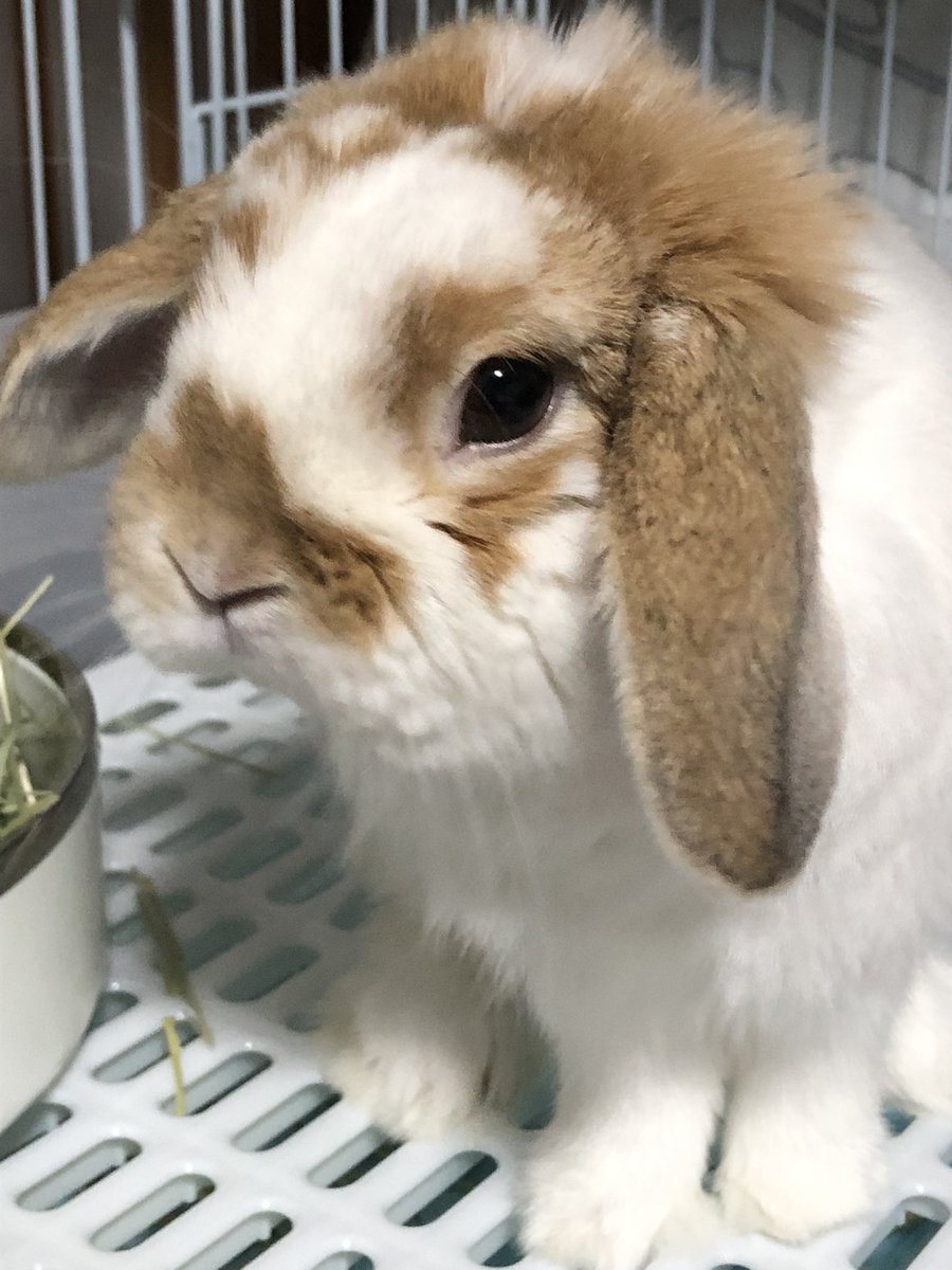 maruboo_0323's tweet image. 今日からまるの日常を成長日記がてらのんびり投稿していこうと思います🐰まるの詳細については画像にて!
#うさぎ好きさんと繋がりたい