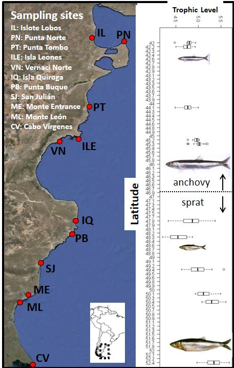 JavierCiancio's tweet photo. 8-9 #WSTC8 #ForSesh Additionally, we found that #TrophicLevel of Magellanic penguins estimated based on ฮด15N values increased with latitude, which matches to the size-distribution of both #ForageFish prey species, indicating the size-age of prey they feed on https://t.co/UPzWZ7z4n6