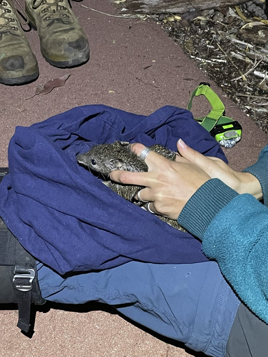 Who wants to see pics of cute Quenda? Over the weekend MEEG’s @annajmhopkins and Harriet Mills lead the annual monitoring at Craigie bushland with @City_Joondalup @EdithCowanUni We got a record number of Quenda!