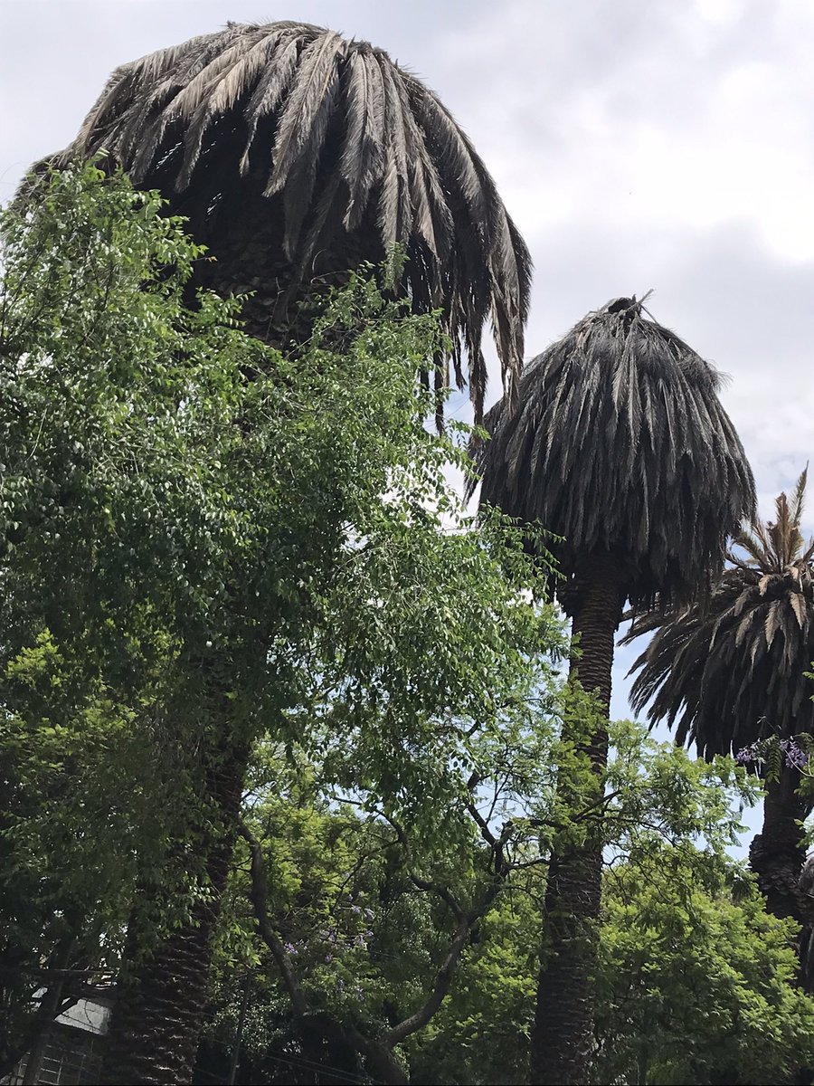 normispq's tweet photo. #LaPalma #Palmeras muriendo en #Vertiz entre eje 5 y Matías Romero!!! @SEDEMA_CDMX actúen @BJAlcaldia @VertizNarvarte #Narvarte @En_Narvarte @NarvarteVecinos https://t.co/PlwjOmVvqe