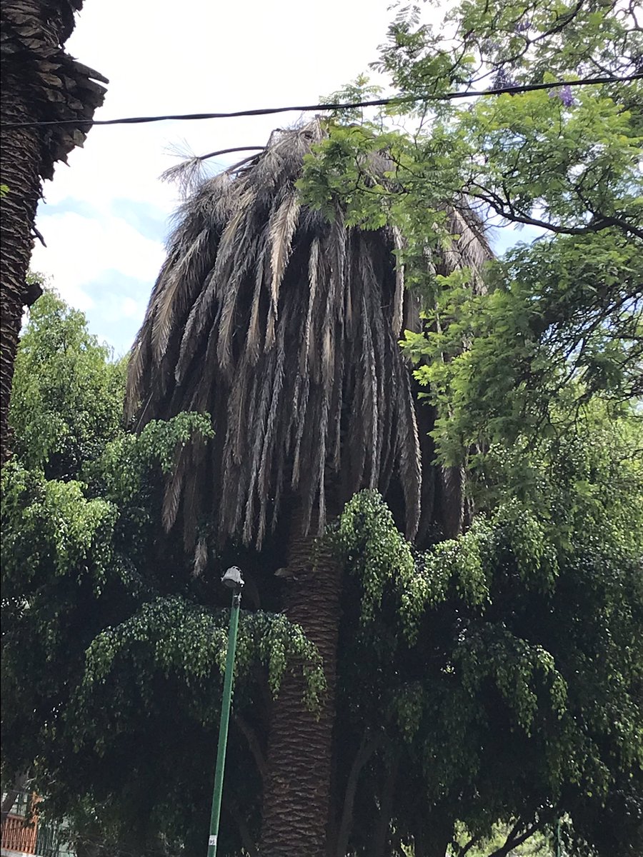 normispq's tweet photo. #LaPalma #Palmeras muriendo en #Vertiz entre eje 5 y Matías Romero!!! @SEDEMA_CDMX actúen @BJAlcaldia @VertizNarvarte #Narvarte @En_Narvarte @NarvarteVecinos https://t.co/PlwjOmVvqe