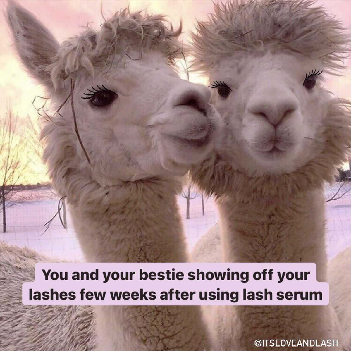 itsLoveAndLash's tweet photo. Besties who grow lashes together stay together 💖👯‍♀️✨

#beautymemes #bestiesgoals #lashlift #friendsmemes #lashes https://t.co/qTo9xFn0ZL