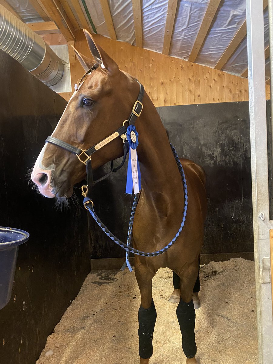 I Can Steel årsdebuterade på bästa sätt idag🥇Seger på 1.13,9/2140a. #standupforthechampion #stallnicklaswesterholm