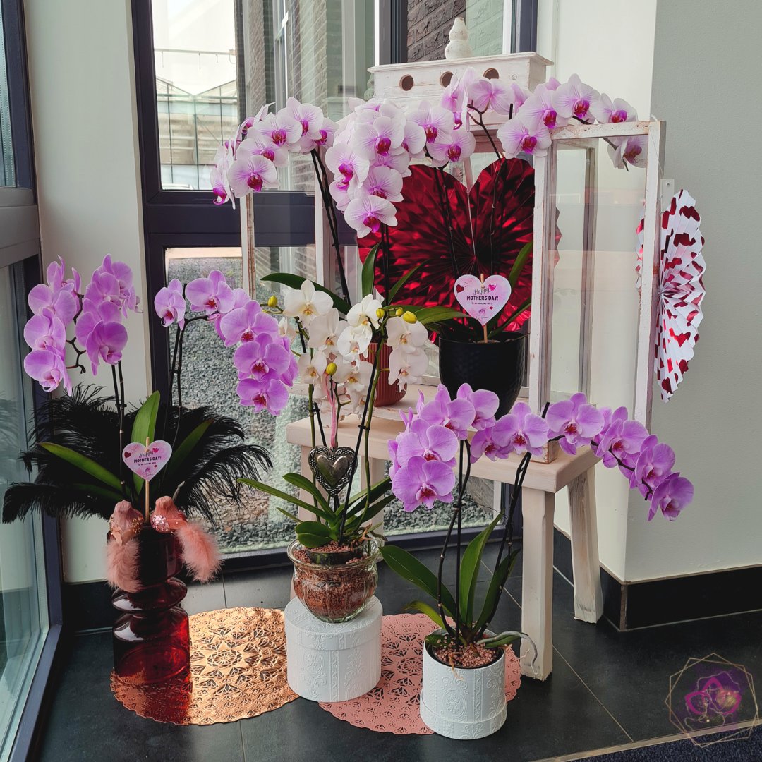 CJ Orchids tweet media