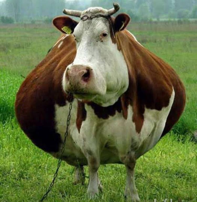 Budieradio's tweet photo. Just imagine a girl of this size fainting in your house 😝 https://t.co/Pir4FT9Nz2