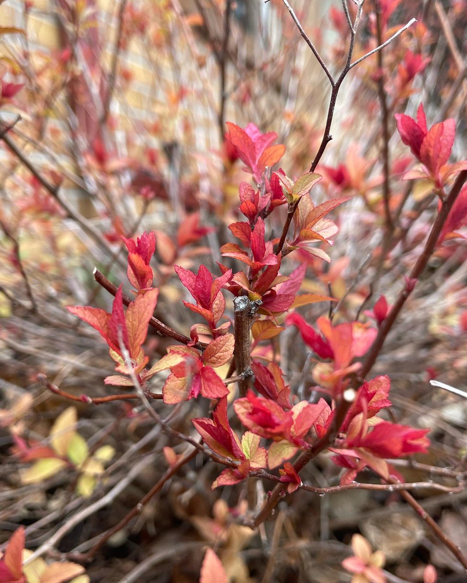 sophiakb_writes's tweet image. Spring, I love you. 

#springishere #springincolorado #springflowers