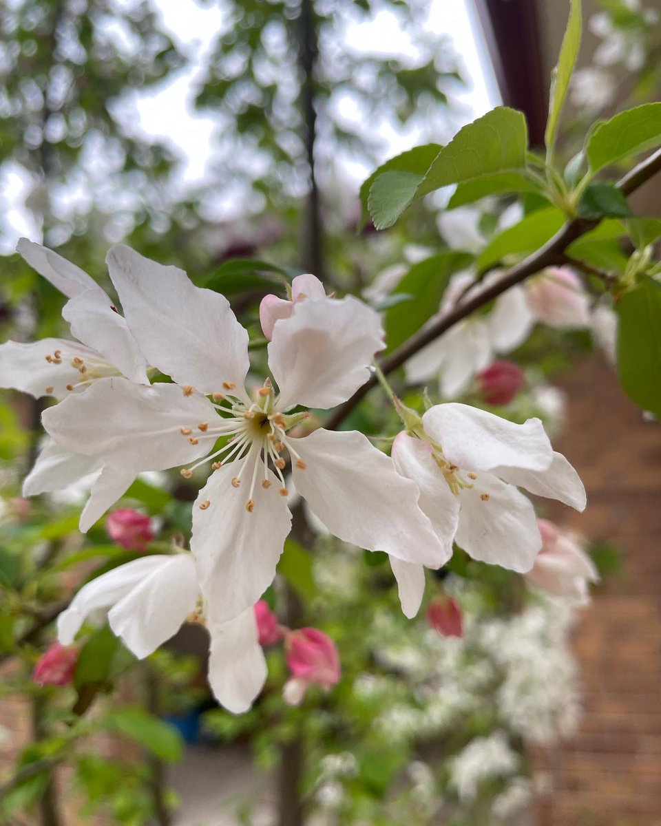 sophiakb_writes's tweet image. Spring, I love you. 

#springishere #springincolorado #springflowers
