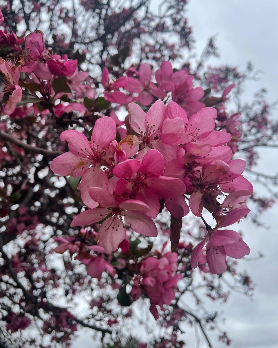sophiakb_writes's tweet image. Spring, I love you. 

#springishere #springincolorado #springflowers