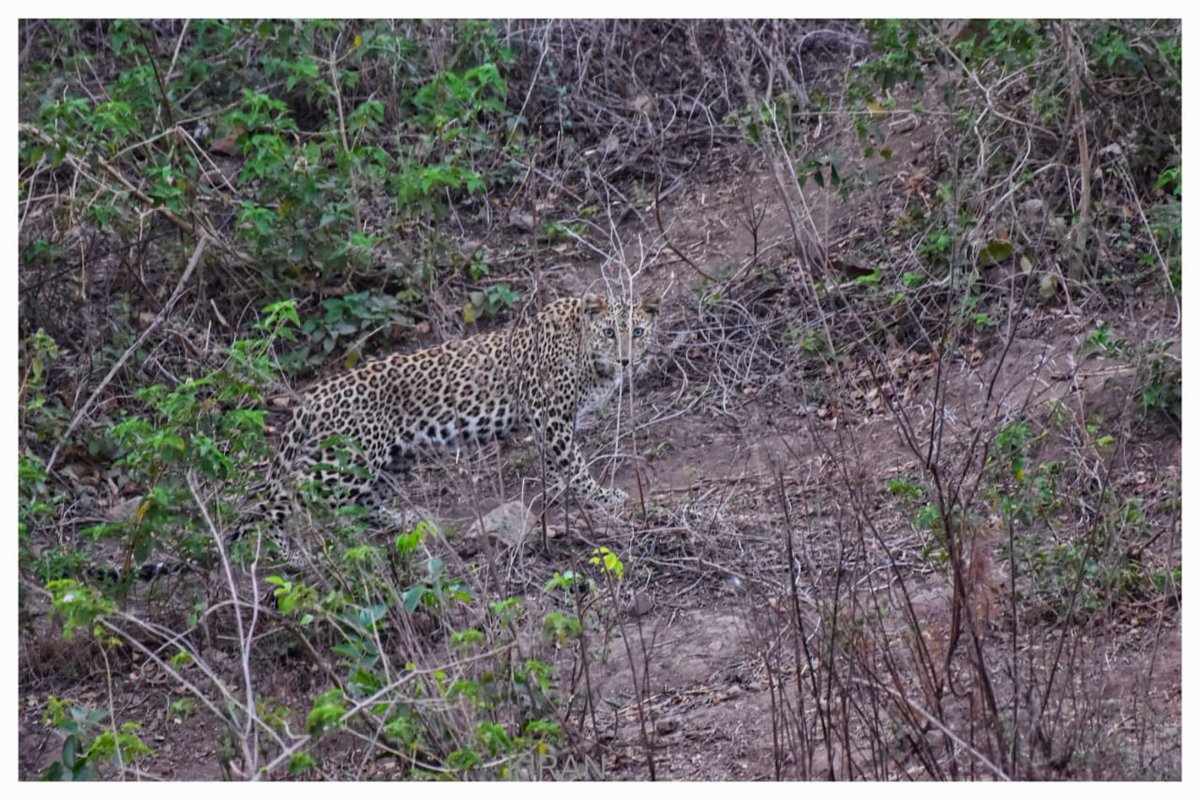 Nevil_DCF's tweet photo. #InternationalLeopardDay 
@forestwala 
@DcfMahisagar 
@GujForestDept 
Some where in Santrampur. 
PC: Mr. Kiran Bhoi, BG. https://t.co/Jsb0L2OWWy