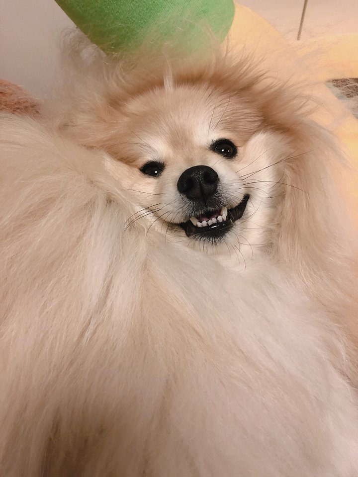 可愛い可愛い🤗って言いながら撫でるとぽめおはキャッキャと喜ぶ