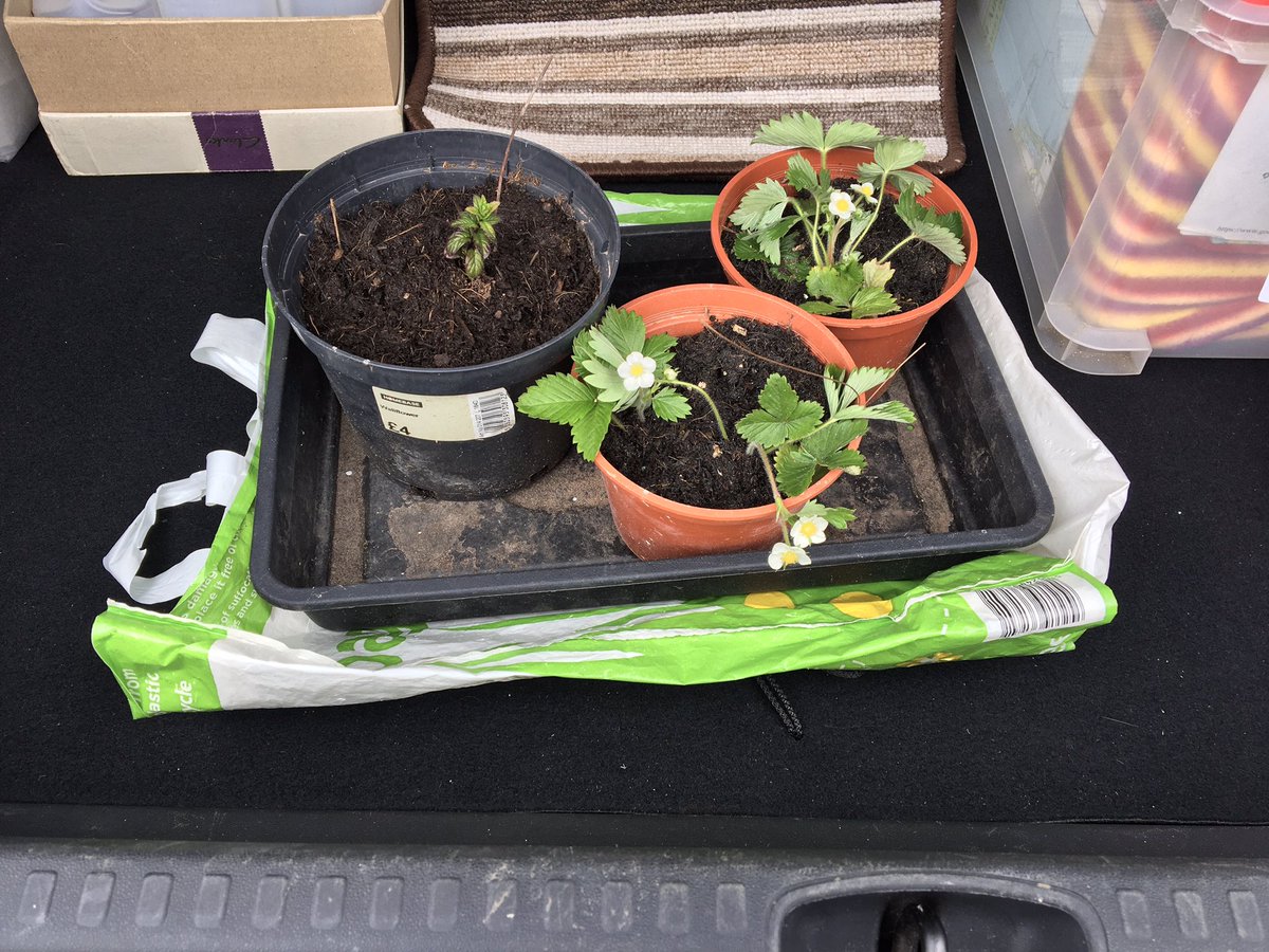 LearningHoolet's tweet photo. Efter a 2 year Covid-enforced hiatus, #WhatsInTheLearningBoot returns!! And this week its wild strawberry plants and a wee mint plant frae @stirlingcastle for the folks @kirrieconnect to stert off their gairden plans at their venue #LearningWithHES #NationalGardeningWeek https://t.co/2Mh3bWrjUI