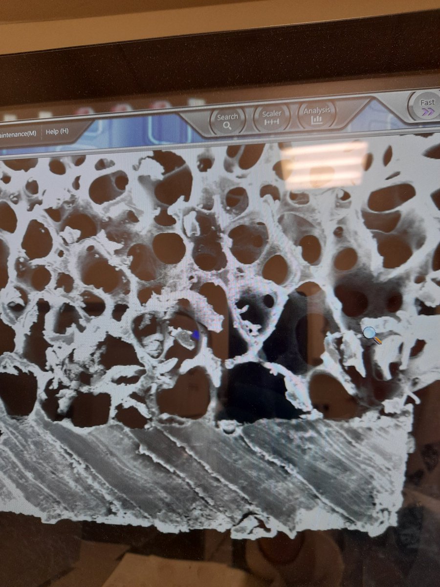 CaleyMein's tweet image. It&apos;s finally happened. I&apos;m analysing the last sample for my research #phd #forensictaphonomy #research