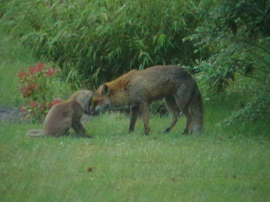 JustMe_MissV's tweet photo. #FoxOfTheDay #FoxDay 🦊
@ChrisGPackham https://t.co/gKmetY5C2b