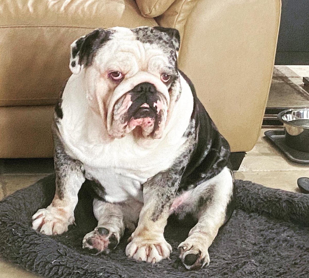 nishandass's tweet photo. My cuties 🥰🥰
.
.
.
#oreo #cookie #baby #Bulldogs #BabyDoge #cute #cuties #dogsoftwitter https://t.co/oaRO4qk1wP