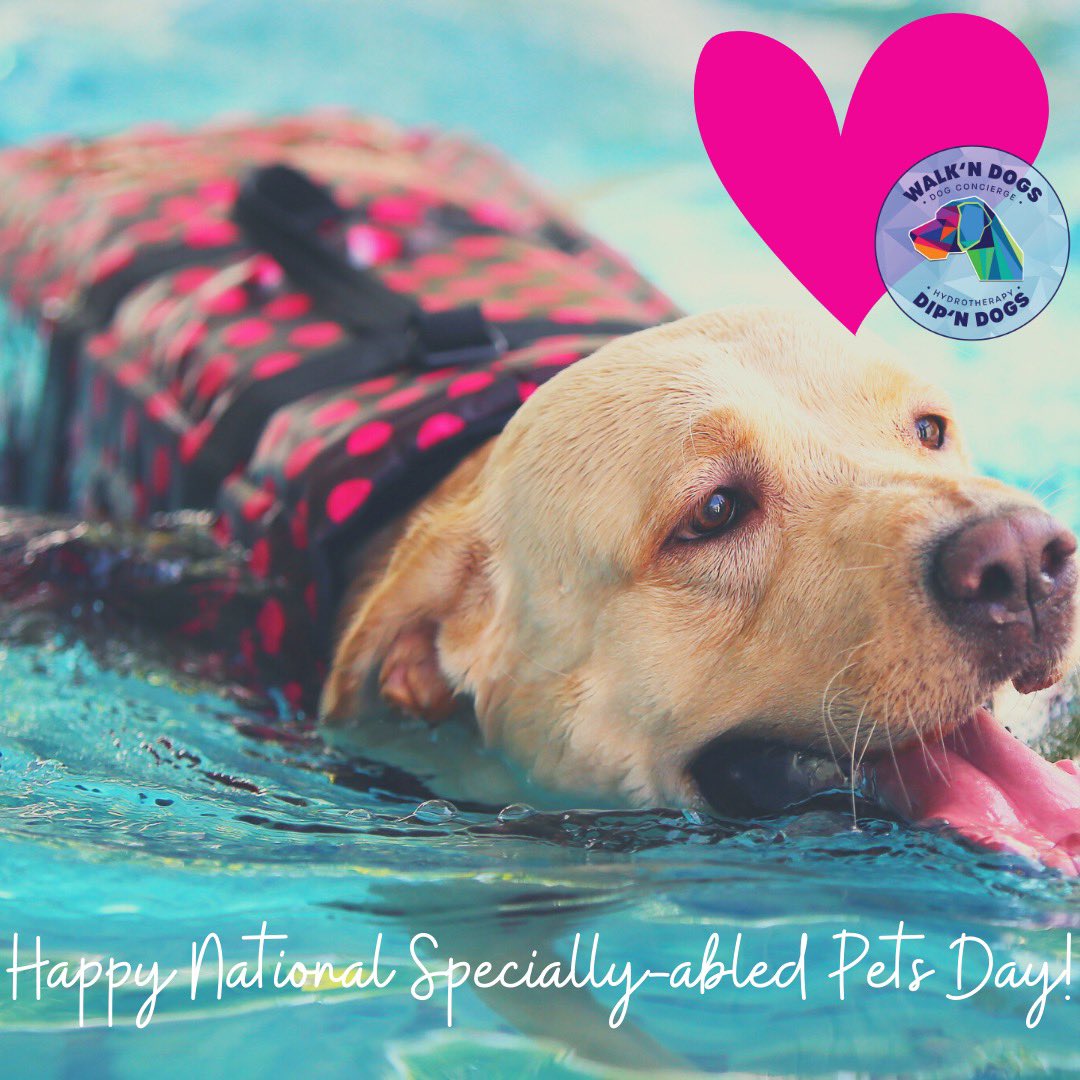 Oh Happy Day! To these little Rockstars⭐️

What an honor it is to work with specially-abled pets❣️They are wonderful souls who just need a little extra #love & care❤️‍🩹

#handicapable 
#specialneedspets
#caninehydrotherapy 
#speciallyabledpets 
#hydrotherapy