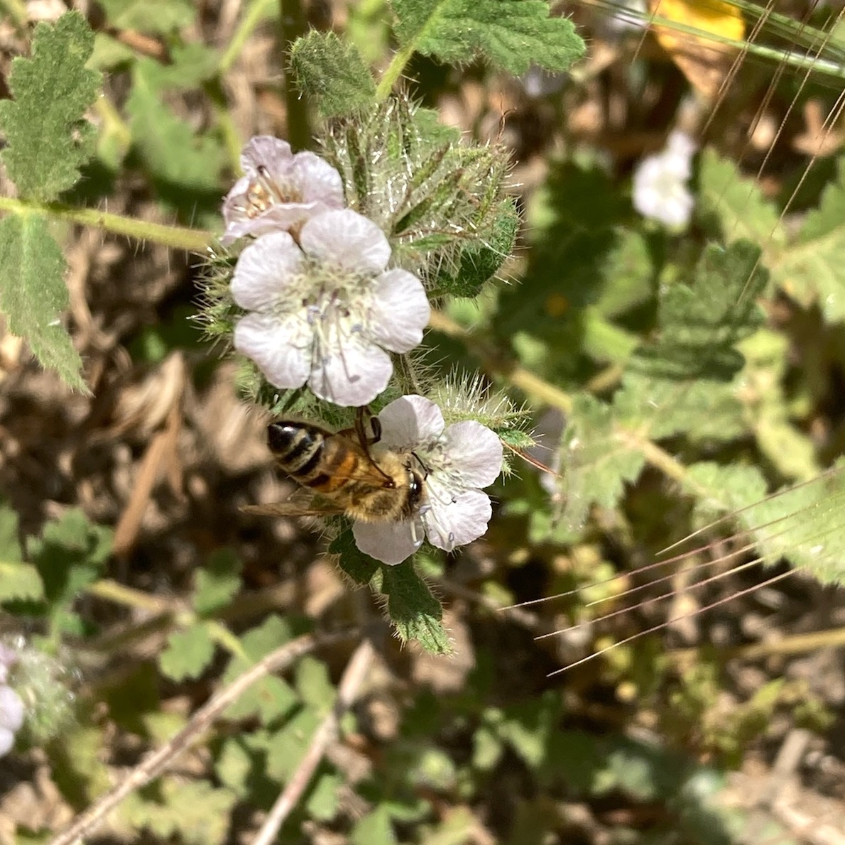 Our native #garden has been in bloom and the #bees are loving it!
You can really see the result of time and effort with a native garden. Insect wildlife appreciates it, and they face a lot of obstacles in their lives (e.g. pesticides 😱).

They are #thriving! 🐝 🌹