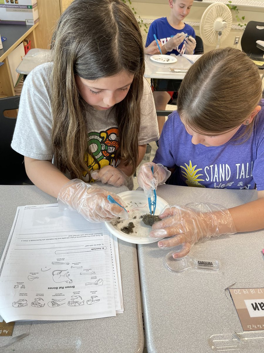 MissColeEC's tweet photo. Owl Pellet Dissection Day for these scientists! @OJRSDEC @Ojrscience https://t.co/ap8J4BFc4k