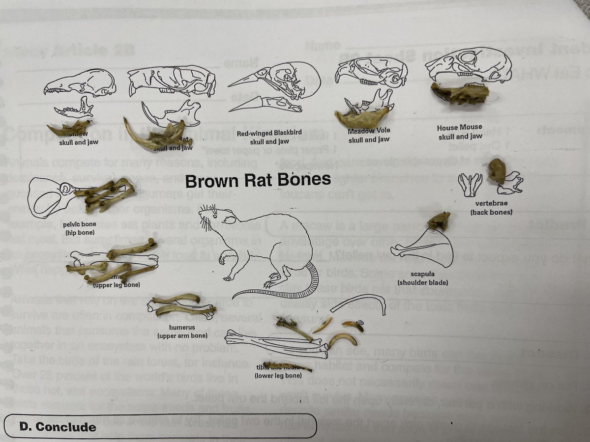 MissColeEC's tweet photo. Owl Pellet Dissection Day for these scientists! @OJRSDEC @Ojrscience https://t.co/ap8J4BFc4k