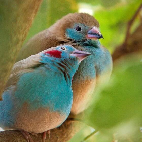 Telmaa1996's tweet photo. Goodnight dear guys 😴💕
#birdwatching 
#GoodNightTwitterWorld https://t.co/Jydjw5Fv3Y