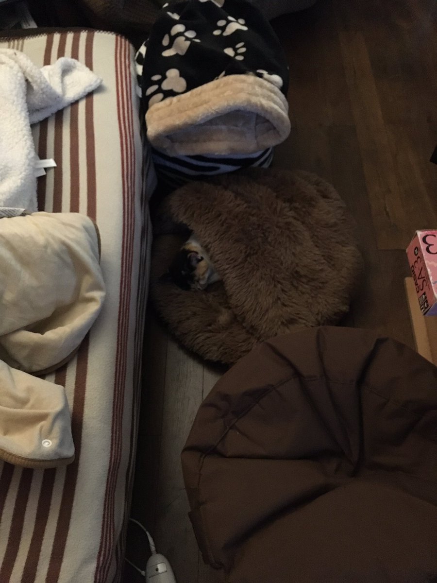 Anna_L0g's tweet image. Je la cherchais partout… 🙄😆
#ChatCaché
#Zébulette