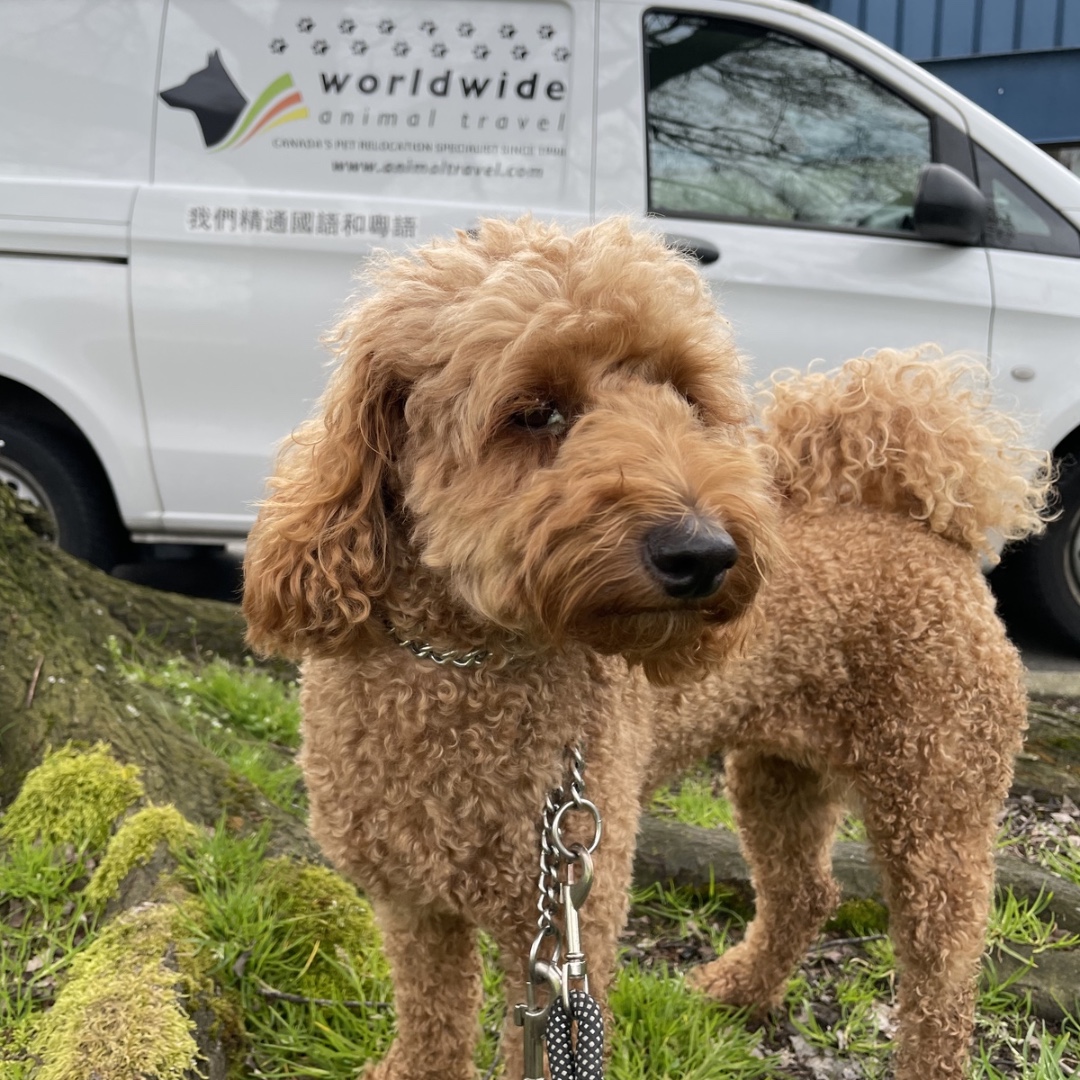 WWanimaltravel's tweet image. You know what your day needs? More floof! Fraggles is here absolutely serving the looks after they made the very long journey home to Vancouver to join their family! 

If you are needing to relocate your animal head to our website to receive your free quote! 

#animalrelocation