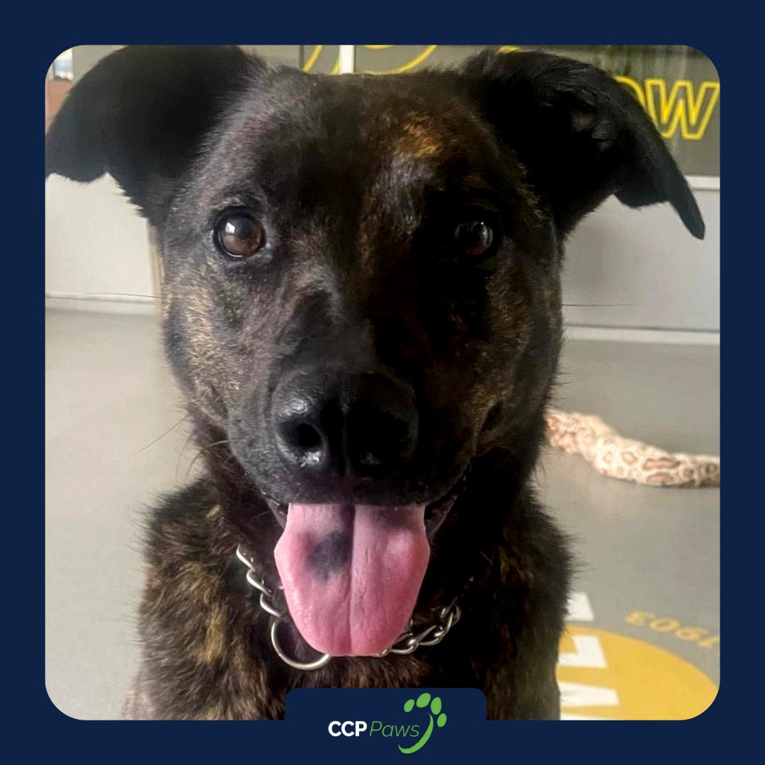 CCPSolutions's tweet image. This beautiful and unique lady is named Riley. Donning a caramel and chocolate brindle coat, and eyes like melted brownies she can make you fall in love! Riley is seeking a loving adult-only home, that has the gusto for a spirited lady but will also give her the time she deserves