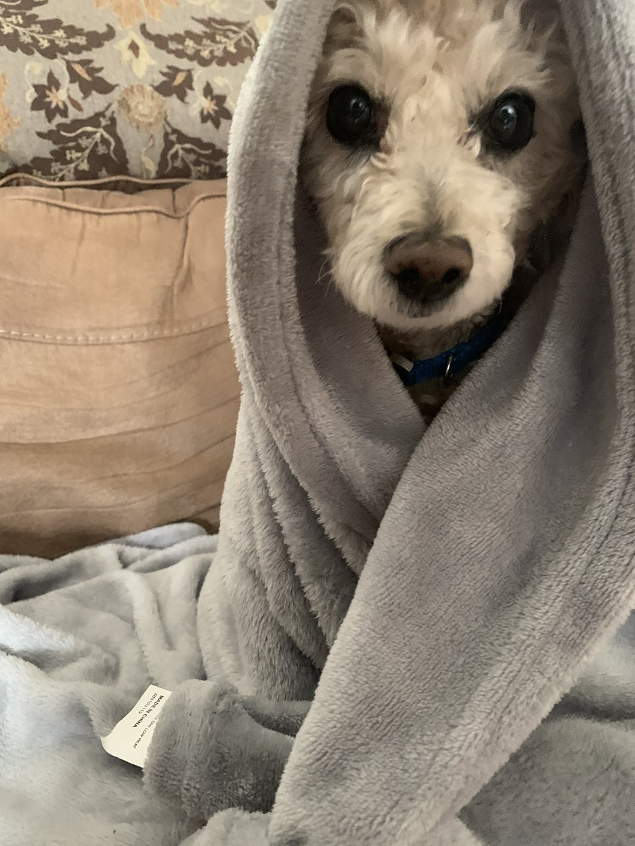 Shamwowguy19's tweet photo. Doggie heaven gained another angel. I miss you and I love you forever Frosty. ❤️❤️ https://t.co/mE0pUv42LZ