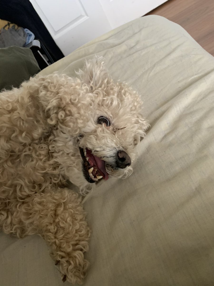 Shamwowguy19's tweet photo. Doggie heaven gained another angel. I miss you and I love you forever Frosty. ❤️❤️ https://t.co/mE0pUv42LZ