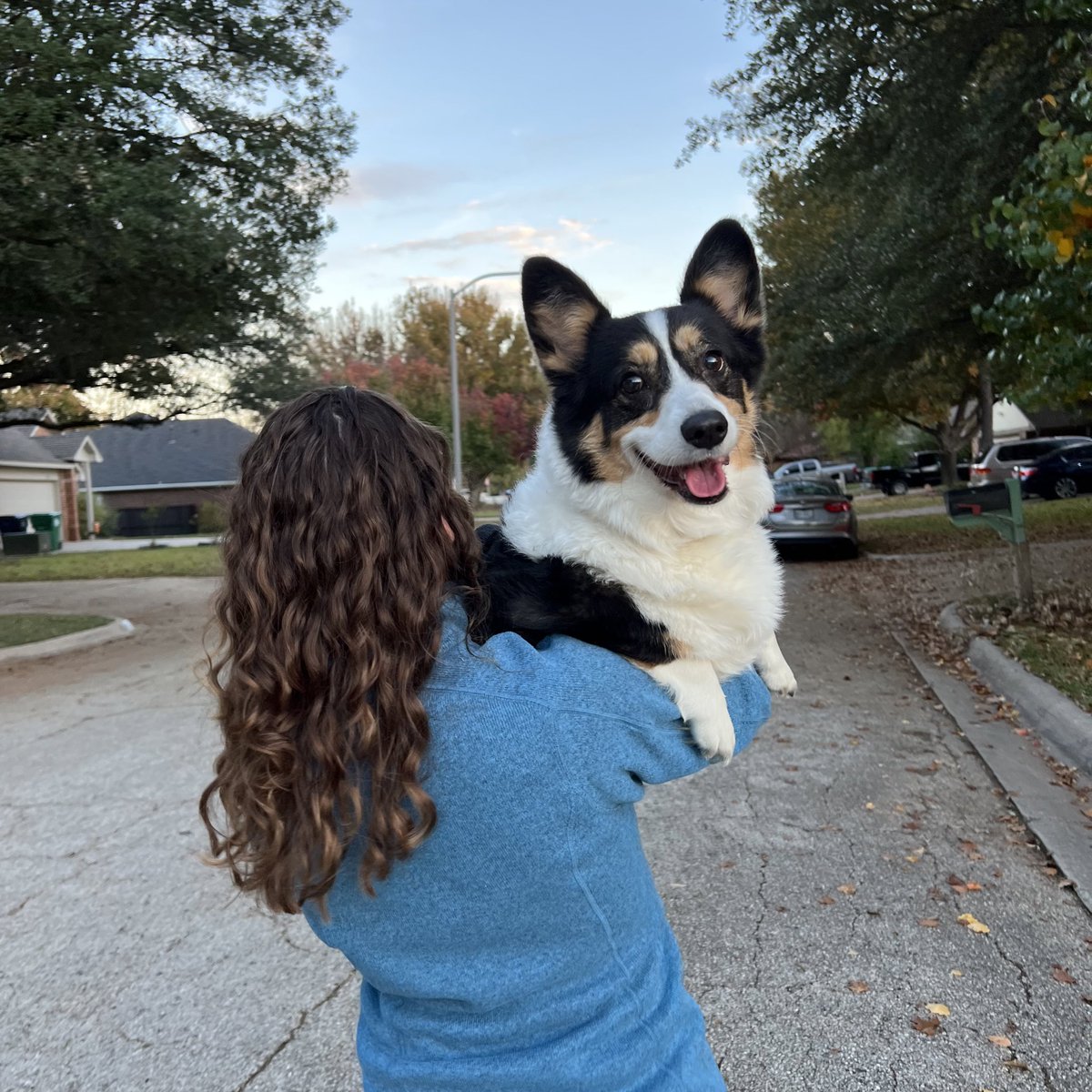 ninacdot's tweet photo. Happy #SpeciallyAbledPetsDay! @Donteatnoodles is in the mid-stage of #DegenerativeMyelopathy and her back leggies don't work so well anymore. She scoots around wearing protective booties and still loves to play fetch though! https://t.co/oIkxPhZcNG