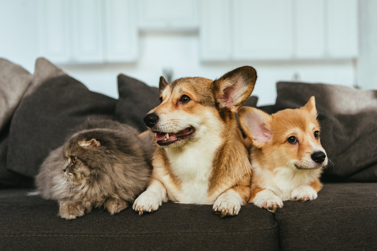 SecurTekMarket's tweet photo. Keep the fur babies safe! Pets are typically smaller than their owners and can be affected more severely by carbon monoxide. Having a monitored CO sensor means you’ll be alerted at the first sign of trouble. https://t.co/wSwvZL3r6Q https://t.co/xbyQ0E3PBG