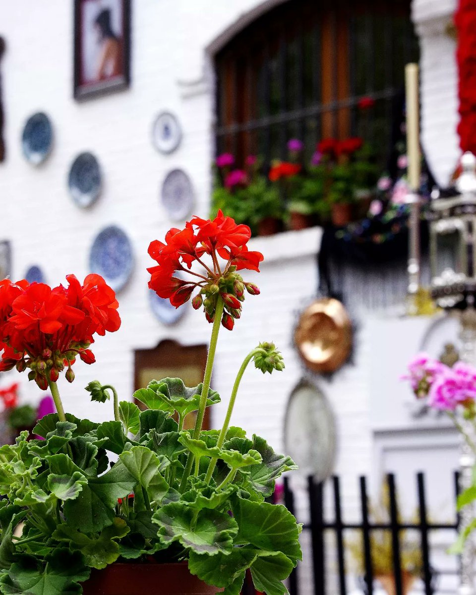alayos61's tweet photo. Llegó mayo...
Y la ciudad se siente en sus rincones...
©Eloy
#sentirgranada #CruzDeMayo #granada https://t.co/J6tXzaM5z8