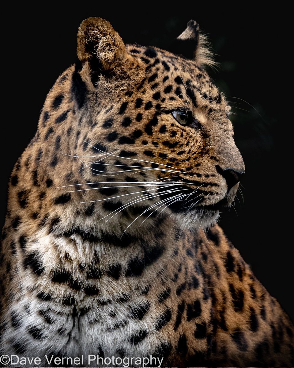 DVERNELPHOTO's tweet photo. Happy #InternationalLeopardDay aren't #amurleopard stunning? #leopard #portraitphotography #bigcat #bigcatphotography https://t.co/lMSjBym7Cc