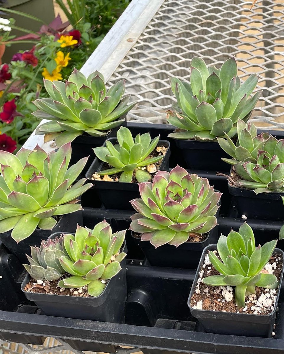 PickensTechCO's tweet photo. A great selection of plants, succulents (perfect for apartments!), vegetables, flowers and more for sale at our Annual Spring Plant Sale. May 5th & 6th from 8:30am - 4:00pm at the PTC campus!
#ptc #aps #springplantsale #campusevent #agreatplacetostart https://t.co/wV0SHmOXgp