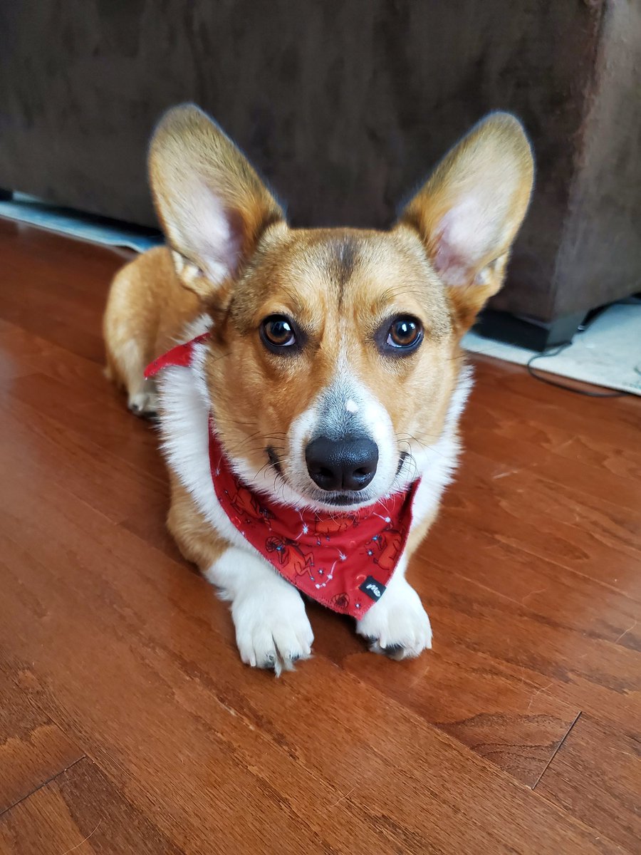 Sheepwhisker's tweet photo. @ZeRoyalViking Welcome to the corgi club! Kovu just turned 1 a couple weeks ago! You're in for a treat they're little devils 🥲 https://t.co/kGyMIMQ87M