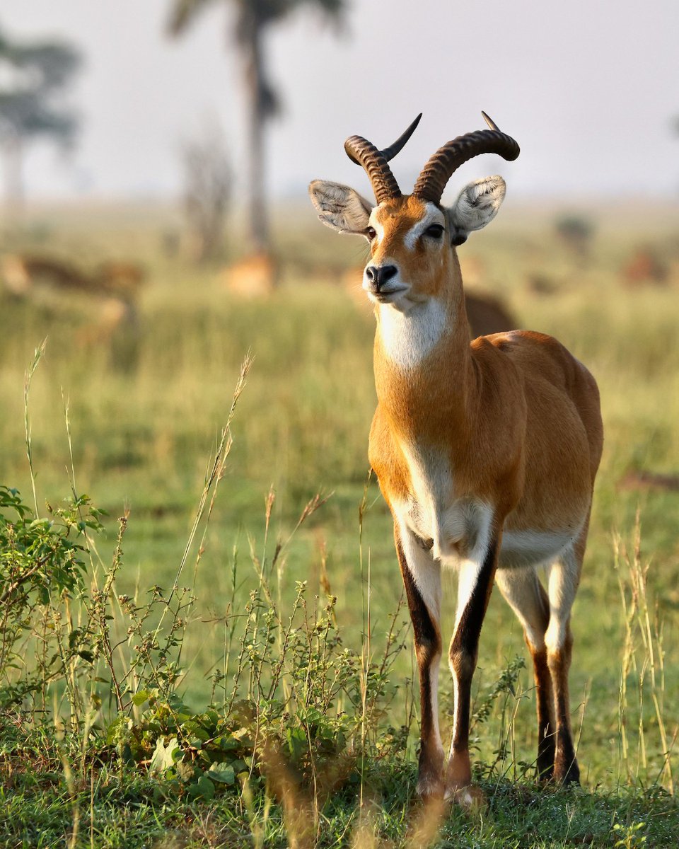 Wild lions are facing complex threats, and in the last 25 years, Africa has lost over half of its lions. With fewer wild prey, closer proximity to human settlements, &amp; less ability to roam, lions are losing vital resources for survival: bit.ly/3iClTEW

📷 Peter Lindsey