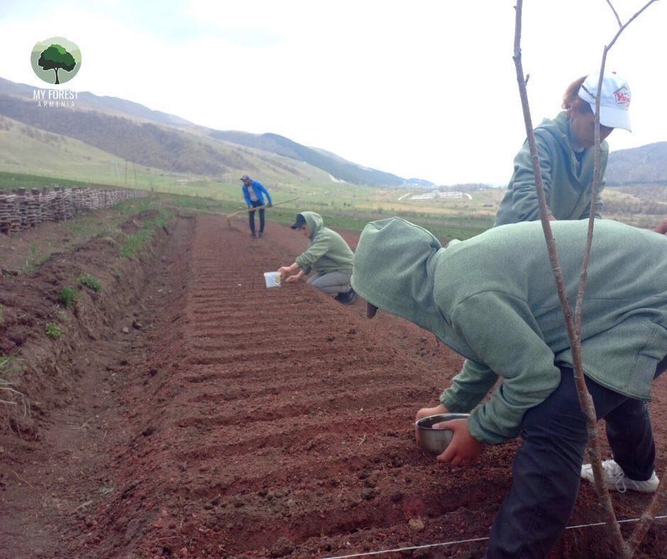 MyForestArmenia's tweet photo. Sowing pine seeds at Benjamin Gumuchdjian Nursery, Gugark.
#MyForestArmenia #PlantTreesForLife #GugarkNursery #sowing #pine #seeds https://t.co/zow7NVdD8N