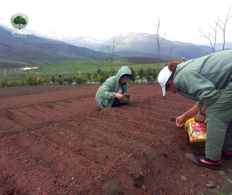 MyForestArmenia's tweet photo. Sowing pine seeds at Benjamin Gumuchdjian Nursery, Gugark.
#MyForestArmenia #PlantTreesForLife #GugarkNursery #sowing #pine #seeds https://t.co/zow7NVdD8N