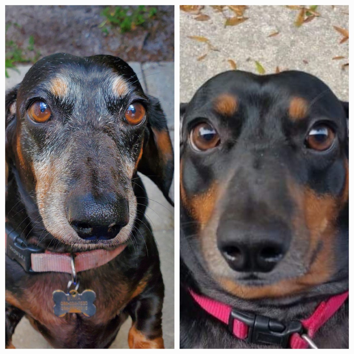 My frosty girl Emma, today (left) and 4 yrs ago. I call the white hairs "wisdom glitter". She's 10 and her littermate Mick only has a few - typical man.

#Dachshunds #dogsoftwitter #sausagedogs