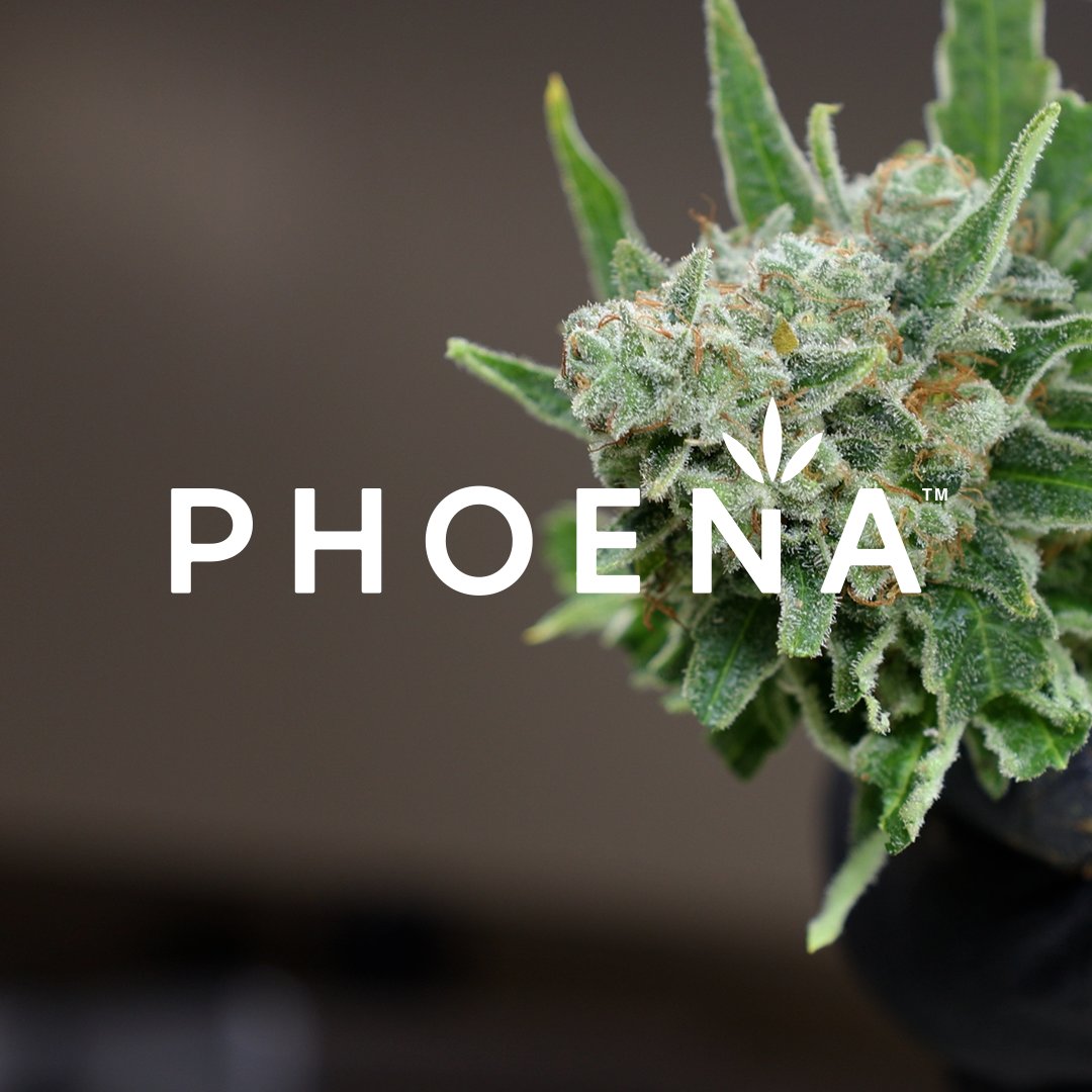 Phoena (pronunc. Fee-nah) is a licensed cannabis producer of high-quality federally regulated cannabis. You may already be familiar with our brands, @liivcannabis, @SynrgCannabis, @XscapeCannabis &amp; @estoramedical. To learn more, tap the link in our bio.