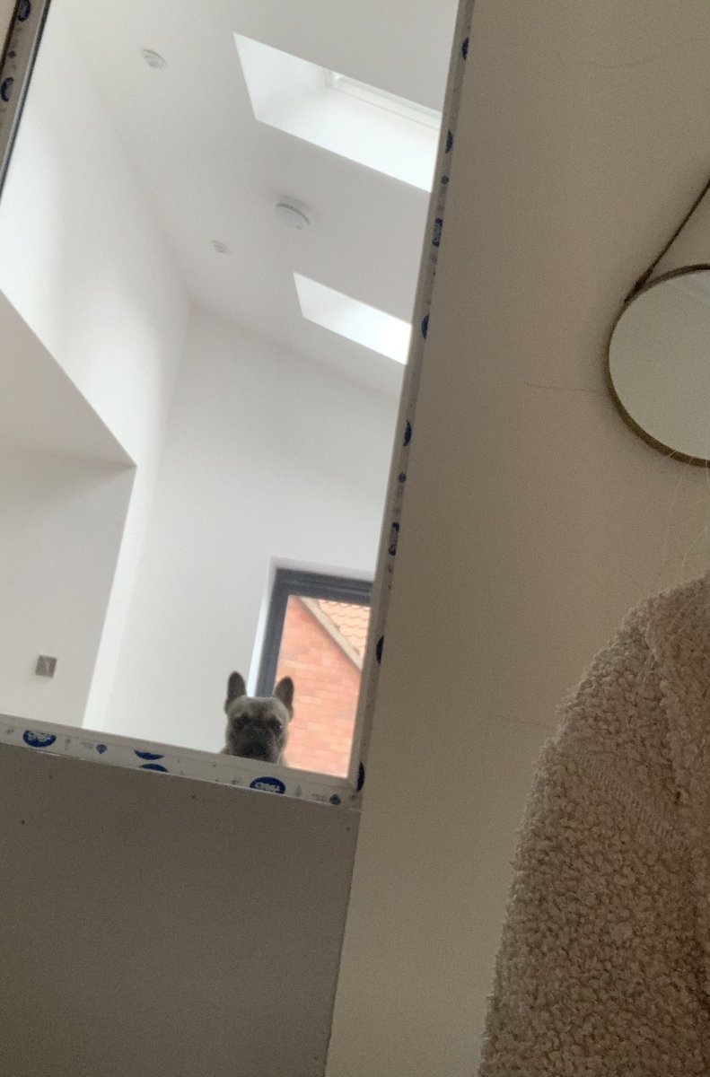 Was on a zoom call and this was Ralph in the background of my camera for the full 2 hours :)